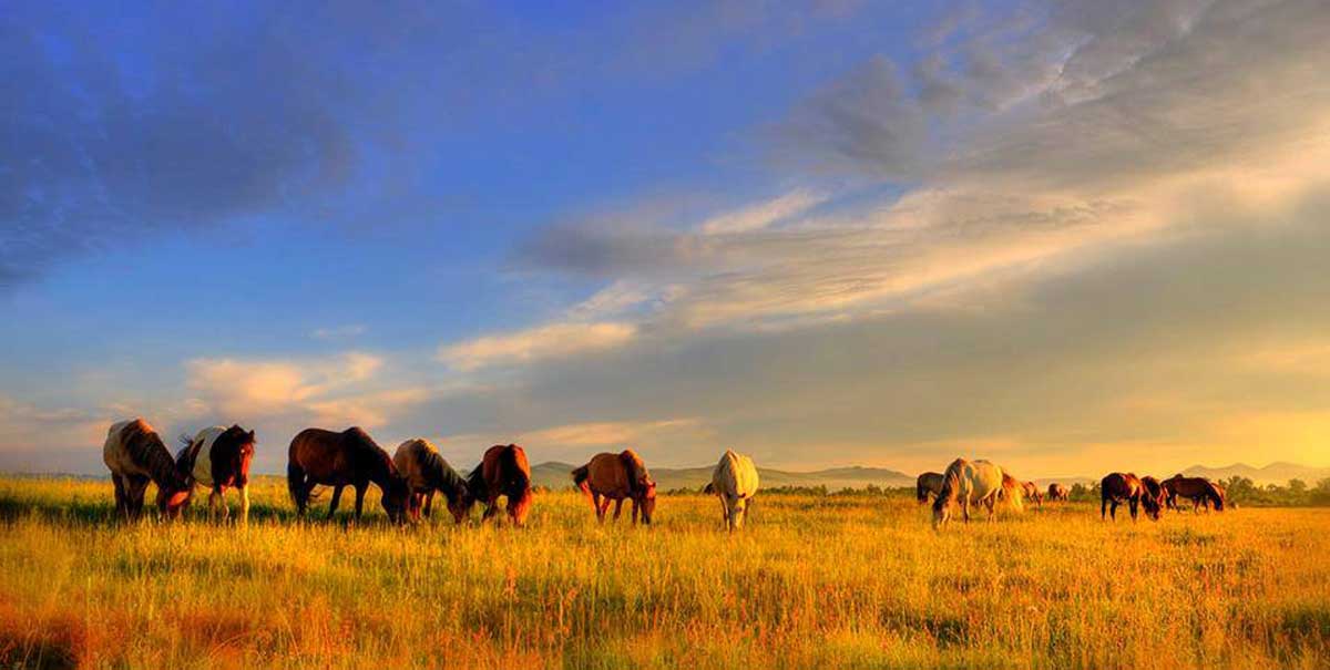 Central Mongolia